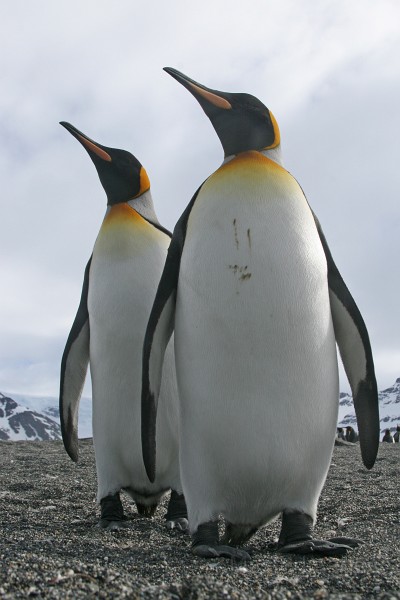 IMG_1853c.jpg - King Penguin (Aptenodytes patagonicus)
